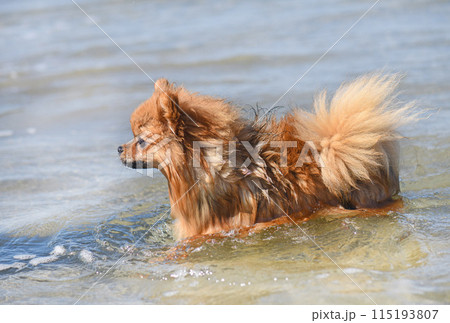 pomeranian spitz in the sea 115193807
