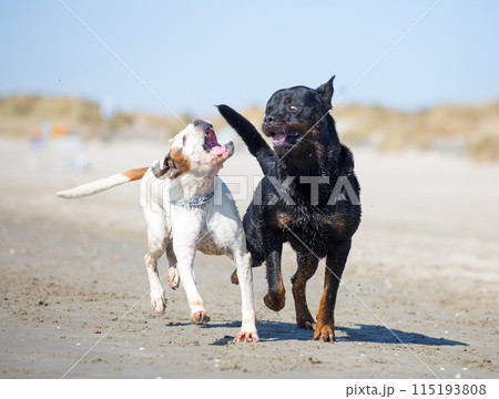rottweiler and boxer 115193808