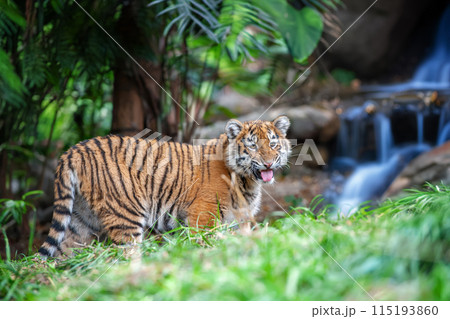 Tiger cub in the wild. Baby animal in green grass on waterfall background Tiger cub in the wild. Baby animal in green grass on waterfall background 115193860