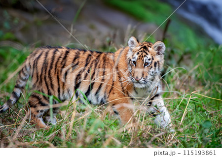 Tiger cub in the wild. Baby animal in green grass on waterfall background 115193861