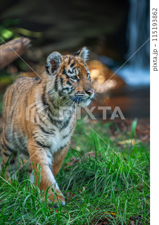 Tiger cub in the wild. Baby animal in green grass on waterfall background Tiger cub in the wild. Baby animal in green grass on waterfall background 115193862