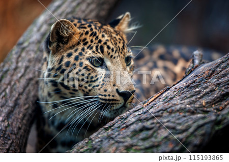 leopard peeks out from behind a tree 115193865