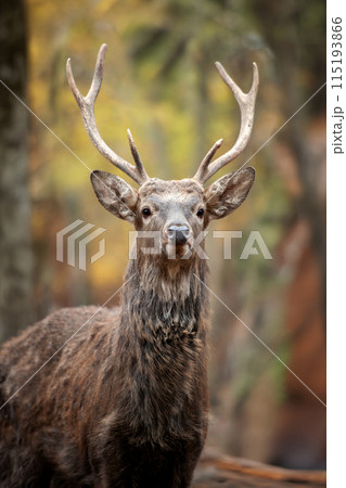 Deer standing in middle of forest Deer standing in middle of forest 115193866