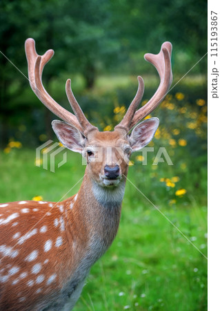 Close up portrait of a deer with antlers in forest 115193867