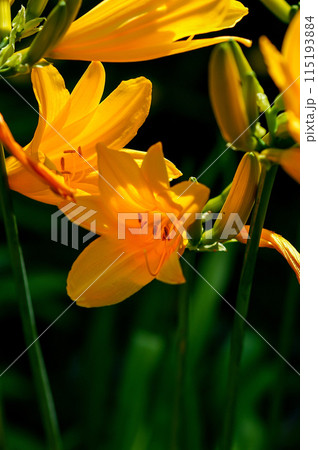 萱草の花 萱草の花 115193884