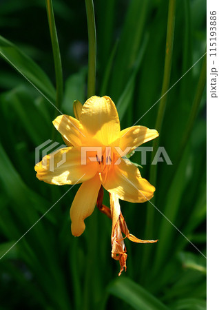 萱草の花 萱草の花 115193886