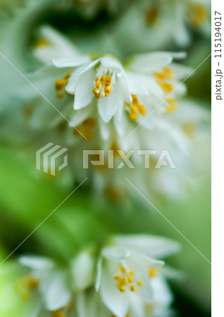 信濃川・やすらぎ堤の空木(うつぎ) 信濃川・やすらぎ堤の空木(うつぎ) 115194017