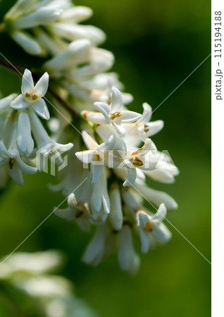 信濃川・やすらぎ堤の水蝋の木(いぼたのき) 115194188