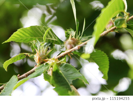 クリタマバチが寄生したクリの枝(クリメコブズイフシ) クリタマバチが寄生したクリの枝(クリメコブズイフシ) 115194255