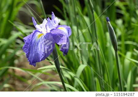 春の沢辺・花菖蒲 115194287
