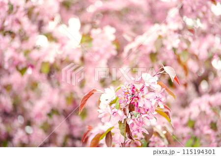 Gentle blossoms in the springtime. Gentle blossoms in the springtime. 115194301