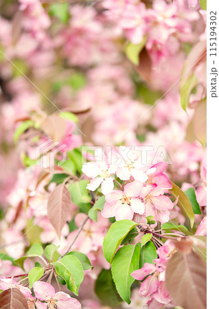 Close up of pink apple blossom. Close up of pink apple blossom. 115194302