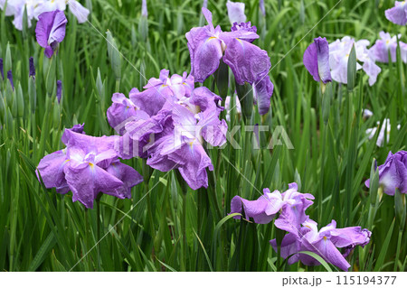 不知火・花菖蒲 不知火・花菖蒲 115194377