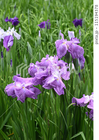 不知火・花菖蒲 115194378