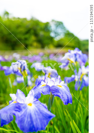 初夏の公園に咲いた菖蒲 115194395