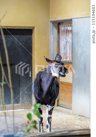 珍獣 オカピ 珍獣 オカピ 115194683