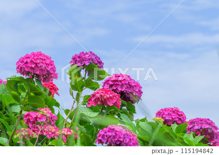 大自然の森に映える美しい赤いアジサイの花　(コピースペース素材) 115194842