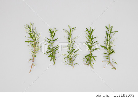 ローズマリー　白背景とローズマリーの枝　五本のローズマリーが並んでいる 115195075