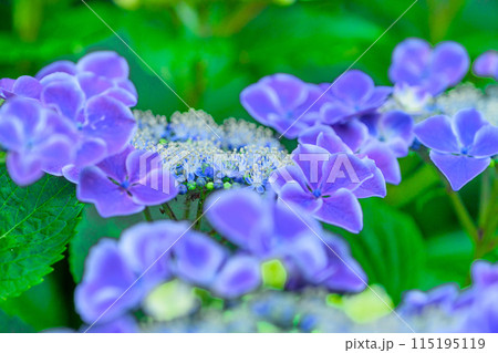 大自然の森に映える美しいアジサイの花(クローズアップ) 115195119