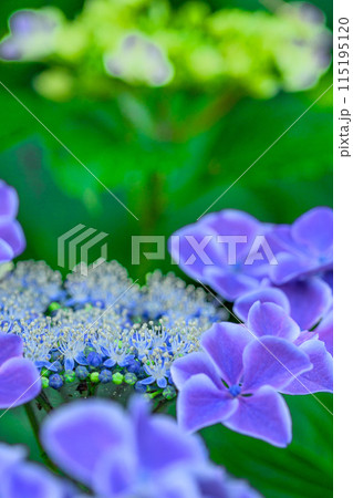 大自然の森に映える美しいアジサイの花(クローズアップ) 115195120