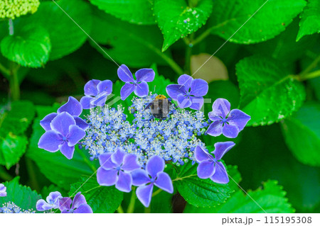 大自然の森に映える美しいアジサイの花に舞い上がる蜂(熊蜂)(クローズアップ)コピースペース素材 115195308