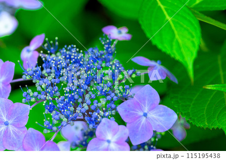 大自然の森に映える美しいアジサイの花(クローズアップ)コピースペース素材 115195438