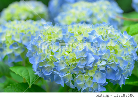 大自然の森に映える美しいアジサイの花(クローズアップ) 大自然の森に映える美しいアジサイの花(クローズアップ) 115195500