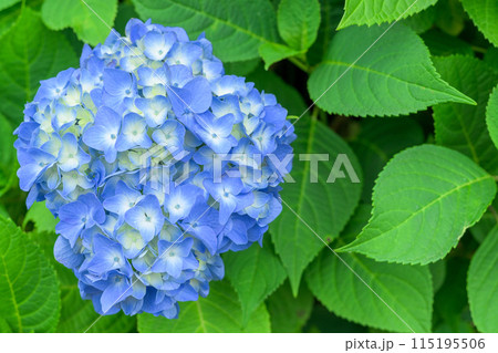 大自然の森に映える美しいアジサイの花(クローズアップ) 115195506
