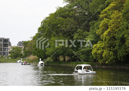 友達、親子、カップルで白鳥の足漕ぎボートで楽しむ。森林浴の散歩道が池の周りを 友達、親子、カップルで白鳥の足漕ぎボートで楽しむ。森林浴の散歩道が池の周りを 115195576
