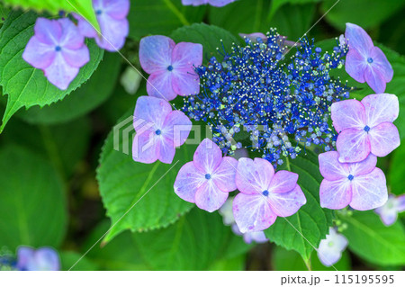 大自然の森に映える美しいアジサイの花(クローズアップ) 115195595