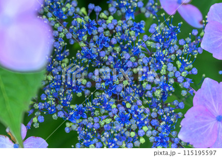 大自然の森に映える美しいアジサイの花(クローズアップ) 115195597