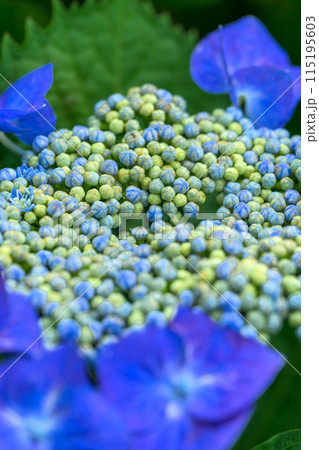 大自然の森に映える美しいアジサイの花(クローズアップ) 115195603