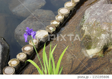 アヤメ　かきつばた　親の願い 115195606