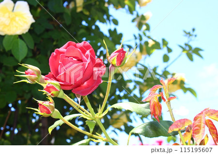 しっとりと 赤い薔薇 しっとりと 赤い薔薇 115195607