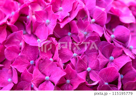 大自然の森に開花する美しい赤いアジサイの花 (クローズアップ素材) 大自然の森に開花する美しい赤いアジサイの花 (クローズアップ素材) 115195779