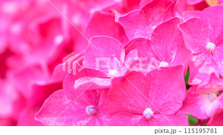 大自然の森に開花する美しい赤いアジサイの花　(クローズアップ素材) 115195781