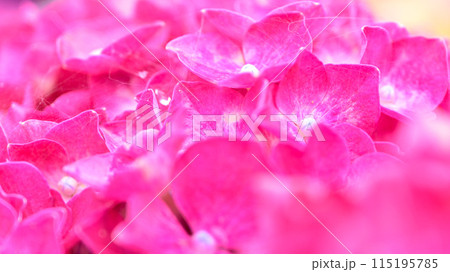 大自然の森に開花する美しい赤いアジサイの花　(クローズアップ素材) 115195785