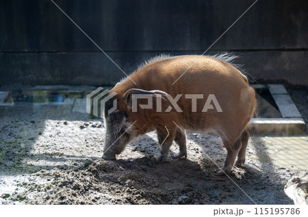 アカカワイノシシ アカカワイノシシ 115195786