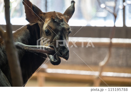 長い舌を出したオカピ 長い舌を出したオカピ 115195788