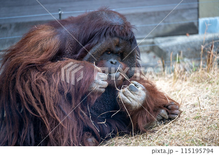 藁を食べるオランウータン 藁を食べるオランウータン 115195794