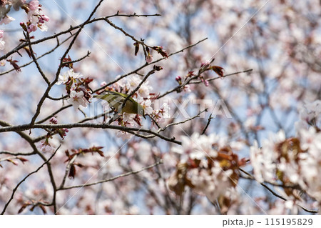 桜とメジロ 桜とメジロ 115195829