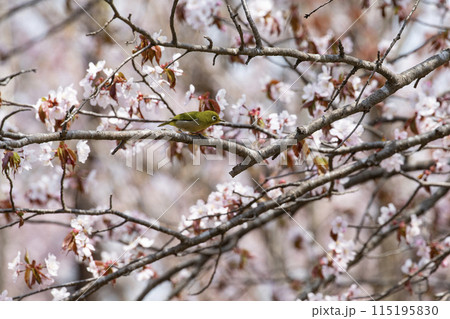 桜とメジロ 桜とメジロ 115195830