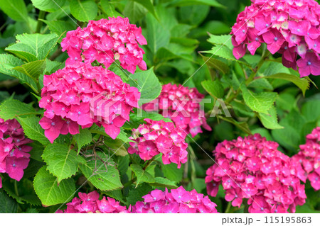 大自然の森・田園に映える美しい赤いアジサイの花 (コピースペース素材) 大自然の森・田園に映える美しい赤いアジサイの花 (コピースペース素材) 115195863