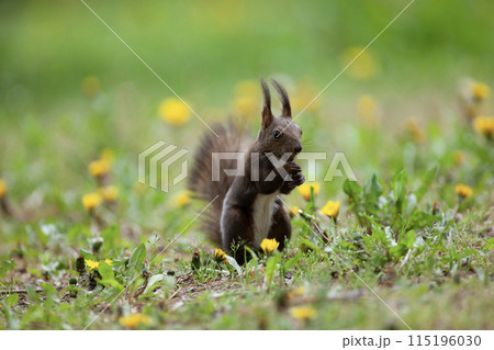 早春の森のエゾリス 115196030