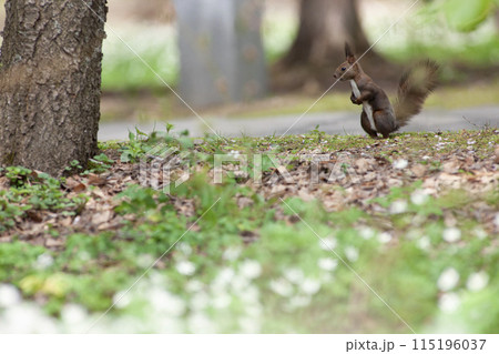 早春の森のエゾリス 早春の森のエゾリス 115196037
