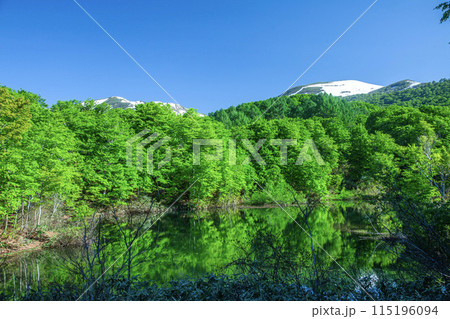 新緑の月山地蔵沼 新緑の月山地蔵沼 115196094