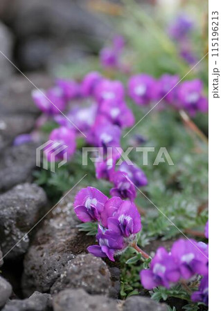 エゾオヤマノエンドウ2 115196213