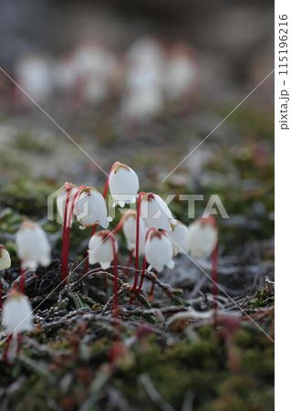 イワヒゲ2 115196216