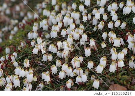 イワヒゲ3 115196217