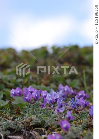 エゾオヤマノエンドウ3 エゾオヤマノエンドウ3 115196359